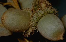 Image result for Daknopholis