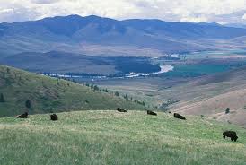 Image result for Ursinia montana