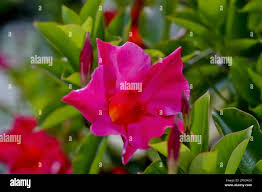 Image result for dipladenie amonea