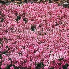 Magic Carpet Creeping Thyme Red Creeping Thyme Creeping Thyme Ground Cover Seeds