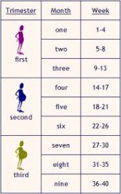 28 Weeks Pregnant Growth Chart Www Bedowntowndaytona Com