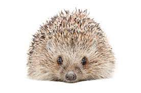 Portrait Of A Hedgehog Isolated On A White Background Ad Hedgehog Portrait Isolated Back Miniature Horse Emotional Support Animal American Airlines