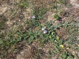 Image result for Dicerocaryum