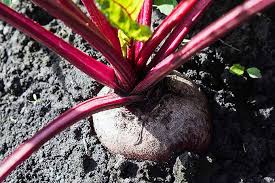 Check spelling or type a new query. How To Grow Beets A 3 Season Crop Gardener S Path