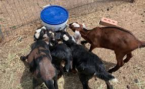 Baby Goat Care Bottle Udder Or Both Backyard Goats