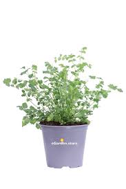 Image result for Pimpinella alismatifolia