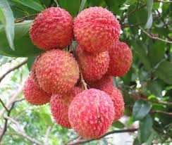 Lychee Fruit Health Benefits Improved Physical Wellness Organic Fruit Organic Fruits And Vegetables Lychee Fruit