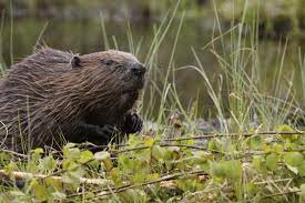 We did not find results for: Beaver Control In Alabama Alabama Cooperative Extension System