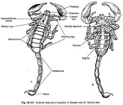 Phylum Arthropoda Diagram Get Rid Of Wiring Diagram Problem