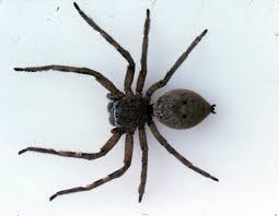 Can huntsman spiders hurt dogs? Badge Huntsman Spiders The Australian Museum