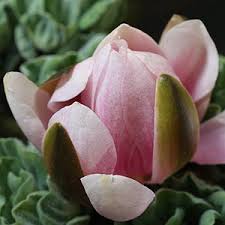 For a wine infusion, add 20 grams of blue lotus flower to a bottle of sweet red wine. Water Lotus Flower Nelumbo Nucifera Nurseries Online