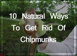 These will deter chipmunks and also have the added benefit of scaring away insects and bugs. 10 Natural Ways To Get Rid Of Chipmunks In Your Property Pest Wiki