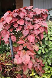 Image result for Acalypha ambigua