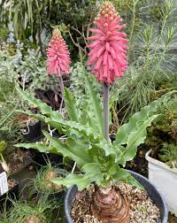 Image result for Psychotria pumila