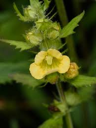 Image result for Alectra vogelii