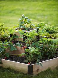 Tree bark mulches are prone to fungi populations that damage sensitive crowns. Strawberry Beds 3 Tier Raised Strawberry Bed Gardeners Com
