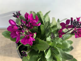 Image result for Arabis