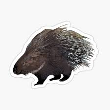 A person, typically a gamer, who is overreacting or lashing out at someone who was not in any way involved in the situation which the porcupine is angry about. Kawaii Porcupine Gifts Merchandise Redbubble