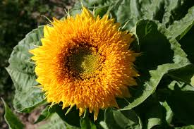 Versatile sunflower for field or container. Silver Falls Seed Company Sunflower Dwarf Sungold Teddy Bear