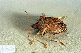 The research was conducted by. Apple Stink Bug Pacific Northwest Pest Management Handbooks