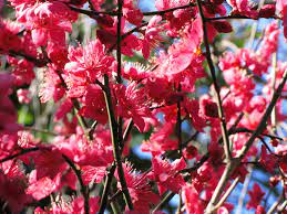 Early flowering (late winter / early spring) deep pink blossom. Japanese Flowering Apricot A Tree Of Nostalgia Pith Vigor By Rochelle Greayer