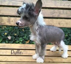Michigan pug rescue is recognized by the irs as a not for profit charitable organization. Chinese Crested Hairless Boy In Holland Michigan Hoobly Classifieds Chinese Crested Chinese Crested Dog Chinese Crested Hairless