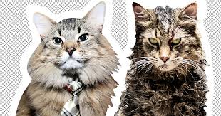 World's oldest pet cemetery where a lion and a racehorse are among 40,000 bodies in paris suburb. Pet Sematary Groomer Trainers Discuss Church The Cat