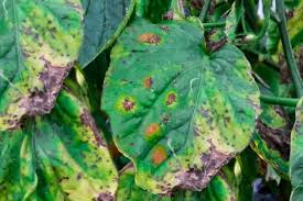 Image result for Septoria leaf spot of tomato