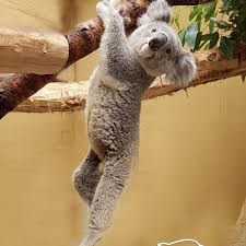 in der hitze hilft nur abhangen zooduisburg zoolove zoolive duisburg koala koalalove cute animals baby animals animals wild