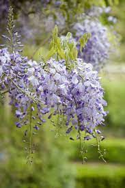 Wisteria How To Make It Flower Gardenista Wisteria Plant Wisteria Climbing Flowers
