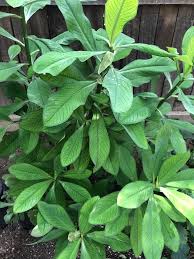 Image result for Synadenium cupulare