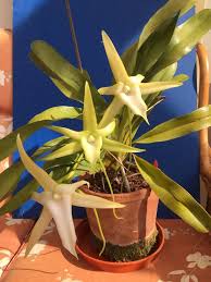 Image result for Angraecopsis parviflora