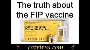 The Truth About The Feline Infectious Peritonitis Vaccine Youtube