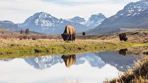 Life coaching is a $2 billion dollar industry with no standard required certification. The Ultimate Guide To Yellowstone Wildlife Viewing Cool Green Science