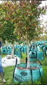 Image result for Combretum kraussii