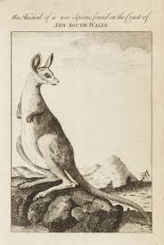 An Animal Of A New Species Found On The Coast Of New South Wales Antique Print Map Room Animal Illustration Antique Prints Animals