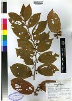 Image result for Grewia rugosifolia