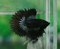 Super Black Half Sun Half Moon Crown Tail Male Betta Betta Fish Siamese Fighting Fish