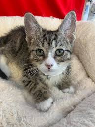 How we use your donation: Ck Dy11wj3nyjm