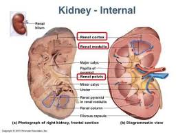 Kidney