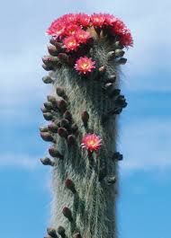 4k and hd video ready for any nle immediately. The Strange Wonders Of Cactuses The Plant Of Our Times The New Yorker
