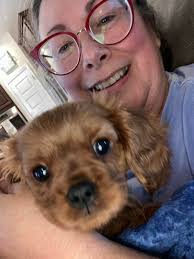 Cavalier king charles spaniels as pets