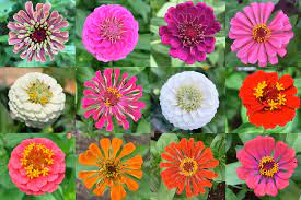 This allows for adequate air circulation around the plants as they grow. How To Grow Zinnias Joy Max Jardin