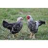 They have beautiful silver and white feathers that are delicately laced with black. 3