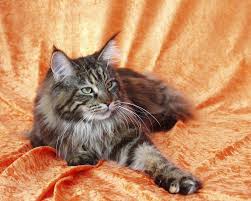 The maine coon cat is one of the largest domesticated breeds of felines. How To Tell If A Cat Is A Maine Coon Mainecoon Org