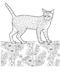 Cat 25 Cats Coloring Pages For Teens And Adults Cat Coloring Page Coloring Pages Animal Coloring Pages