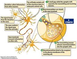 What Are The 7 Neurotransmitters Releases Neurotransmitter Molecules Into A Synapse Neurotransmitte Human Anatomy And Physiology Medical Knowledge Physiology