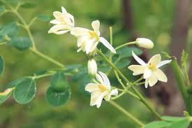 Image result for Moringa