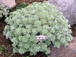 Image result for Aquilegia vulgaris `Tower Mix`