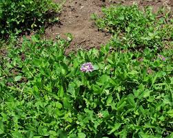 Image result for Trifolium rueppellianum